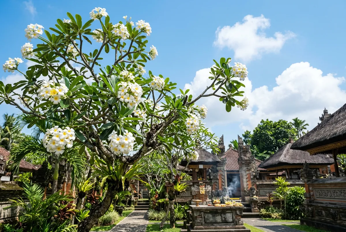 緬梔精油 Frangipani，廟前供它墳邊也種它的雞蛋花，把它連根拔起它照樣開給你看