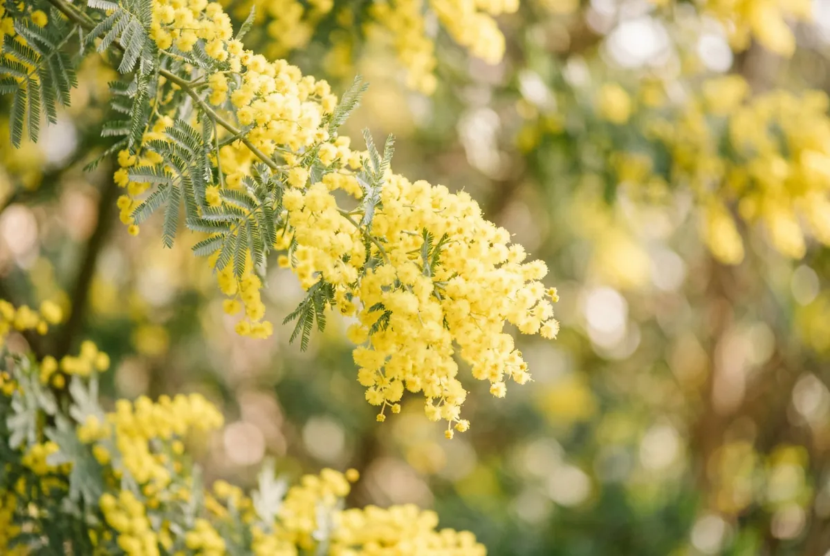 含羞草精油 Mimosa，一碰就把自己收起來的那株草，教的不是別關，是關了還能再打開